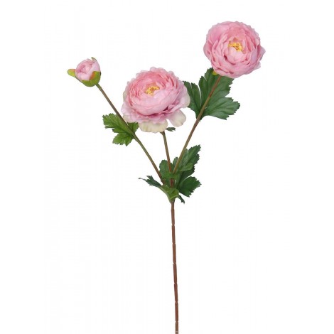 Ranunculus  