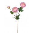 Ranunculus  