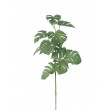 Větev MONSTERA