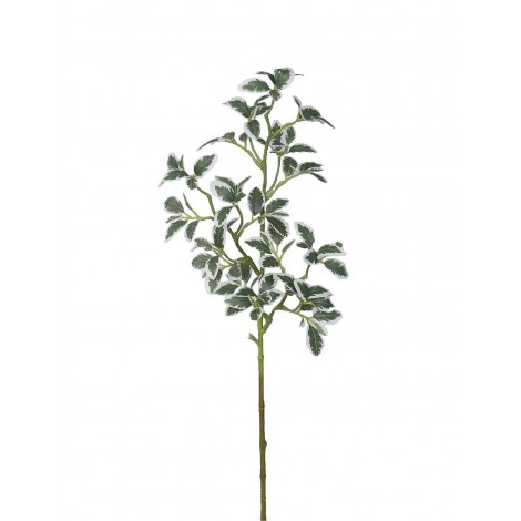 Větev MINI FICUS