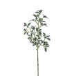 Větev MINI FICUS
