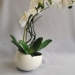Orchidej 42 cm, odštípnutý okraj květináče