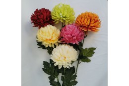 Chryzantéma velká, 6 barev