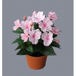 Fialka sv. růžová v květináči 24 cm