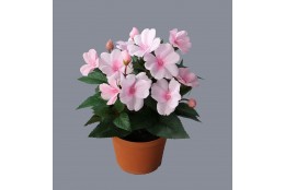 Fialka sv. růžová v květináči 24 cm