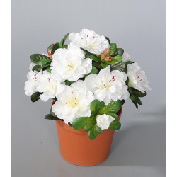 Azalka bílá v květináči 21 cm