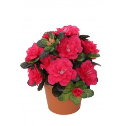 Azalka fuchsiová v květináči 21 cm
