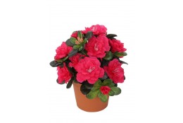 Azalka fuchsiová v květináči 21 cm