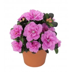 Azalka sv. fialová v květináči 21 cm