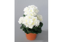 Muškát bílý v květináči 26 cm