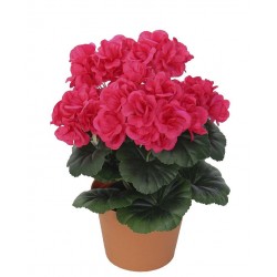 Muškát fuchsie v květináči 26 cm