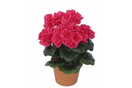 Muškát fuchsie v květináči 26 cm