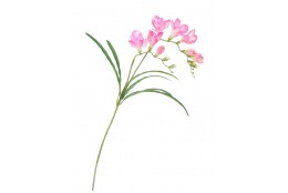 Frézie beauty 57 cm
