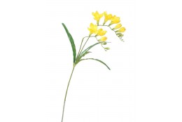 Frézie žlutá 57 cm