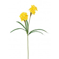 Narcis žlutý drobnokvětý 60 cm