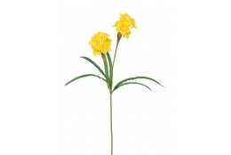 Narcis drobnokvětý