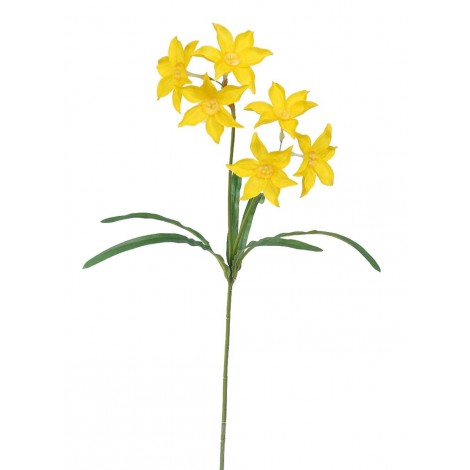 Narcis 6 květů