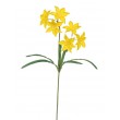 Narcis 6 květů