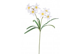 Narcis 6 květů, bílo-žl.