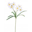 Narcis 6 květů, bílo-žl.