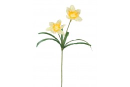 Narcis 2 květy, žlutý