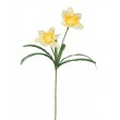 Narcis 2 květy, žlutý
