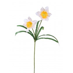 Narcis žluto-bílý 51 cm