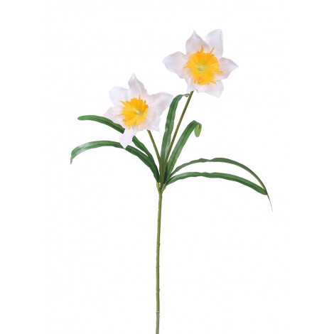 Narcis 2 květy, žlutá-krém