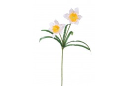 Narcis 2 květy, žlutá-bílá