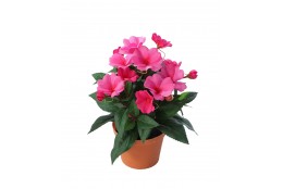 Fialka beauty v květináči 24 cm