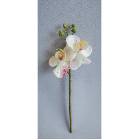Orchidej malá