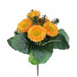 Bellis