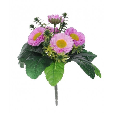 Bellis