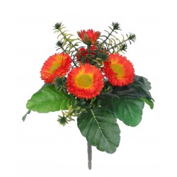 Bellis
