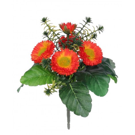 Bellis