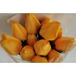 Tulipán pugét, 12 ks, 8 barev
