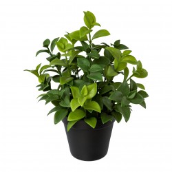 Ficus retusa v květináči v. 28 cm