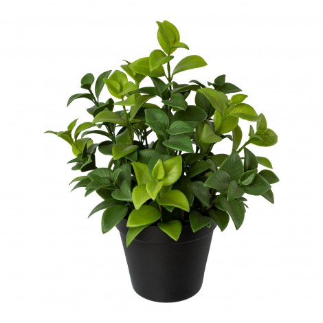 Ficus retusa v květináči