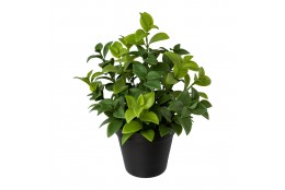 Ficus retusa v květináči v. 28 cm