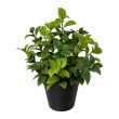 Ficus retusa v květináči