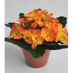 Primule Prvosenka oranžová v květináči 18 cm
