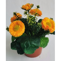 Bellis žlutý v květináčku 19 cm