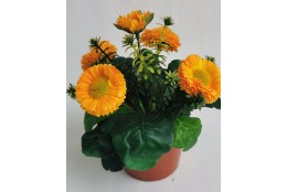 Bellis žlutý v květináčku 19 cm