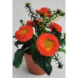 Bellis oranžový v květináčku 19 cm
