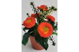 Bellis oranžový v květináčku 19 cm