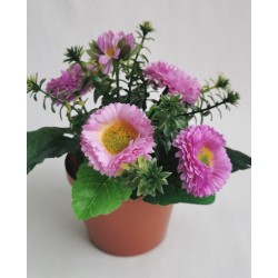 Bellis lavender v květináčku 19 cm