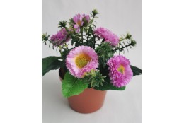 Bellis lavender v květináčku 19 cm