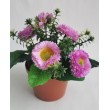 Bellis lavender v květináčku