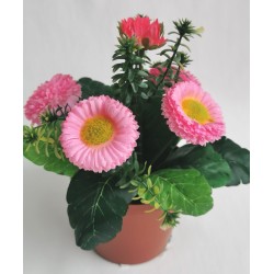 Bellis růžový v květináčku 19 cm
