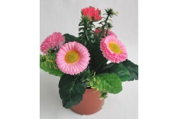 Bellis růžový v květináčku 19 cm